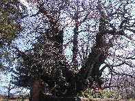 Castagno_della_Nave - Castagno_Castanea_sativa_20100402 179.jpg